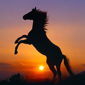 Meet your Posher, Livi